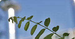 Corporate Social Responsibility (CSR)